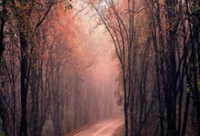 暖意桑拿，茶香四溢，上海冬季养生新选择(上海式桑拿)